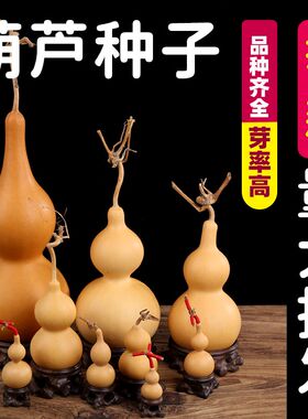 手捻小葫芦种子四季播种微型小葫芦籽特小美国铁包金葫芦种孑盆栽