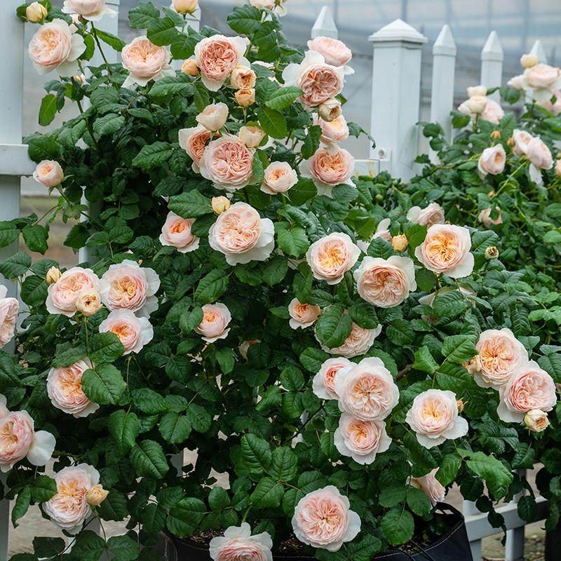 天狼月季长藤合集阳台庭院爬藤拱门月季盆栽玫瑰蔷薇观赏植物花苗,淘宝优惠券,粉丝福利购,淘宝优惠卷