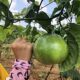 .New Taiwan Golden Honey Passion Fruit Seedlings, which bear golden fruits in the same year, Big Mac Watermelon, Durian Passion Fruit Tree