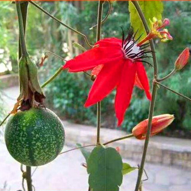 .New Taiwan Golden Honey Passion Fruit Seedlings, which bear golden fruits in the same year, Big Mac Watermelon, Durian Passion Fruit Tree