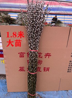 银柳真花鲜枝客厅干花摆件年宵花卉耐寒植物室内装