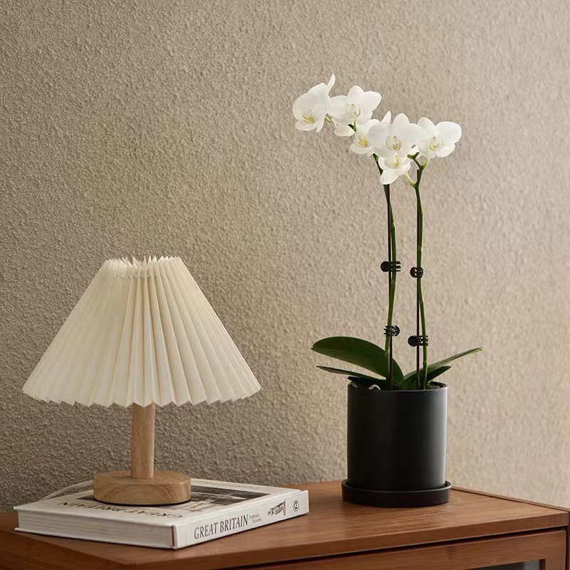 蝴蝶兰花苗鲜花盆栽带花苞花剑办公桌室内客厅懒人盆栽绿植好养活,淘宝优惠券,粉丝福利购,淘宝优惠卷