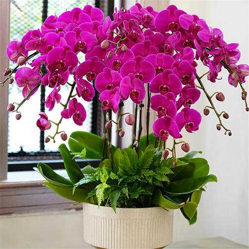 蝴蝶兰盆栽带花剑带花苞花卉秋冬客厅兰花大苗室内植物四季好养活 - 图2