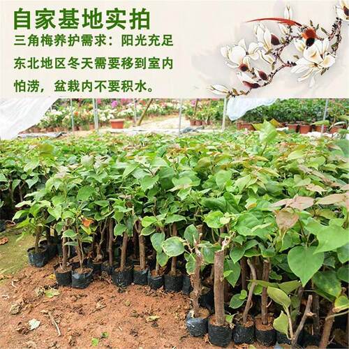 多色三角梅盆栽苗爬藤庭院四季好养老桩苗大苗直发新品种懒人花卉 - 图1