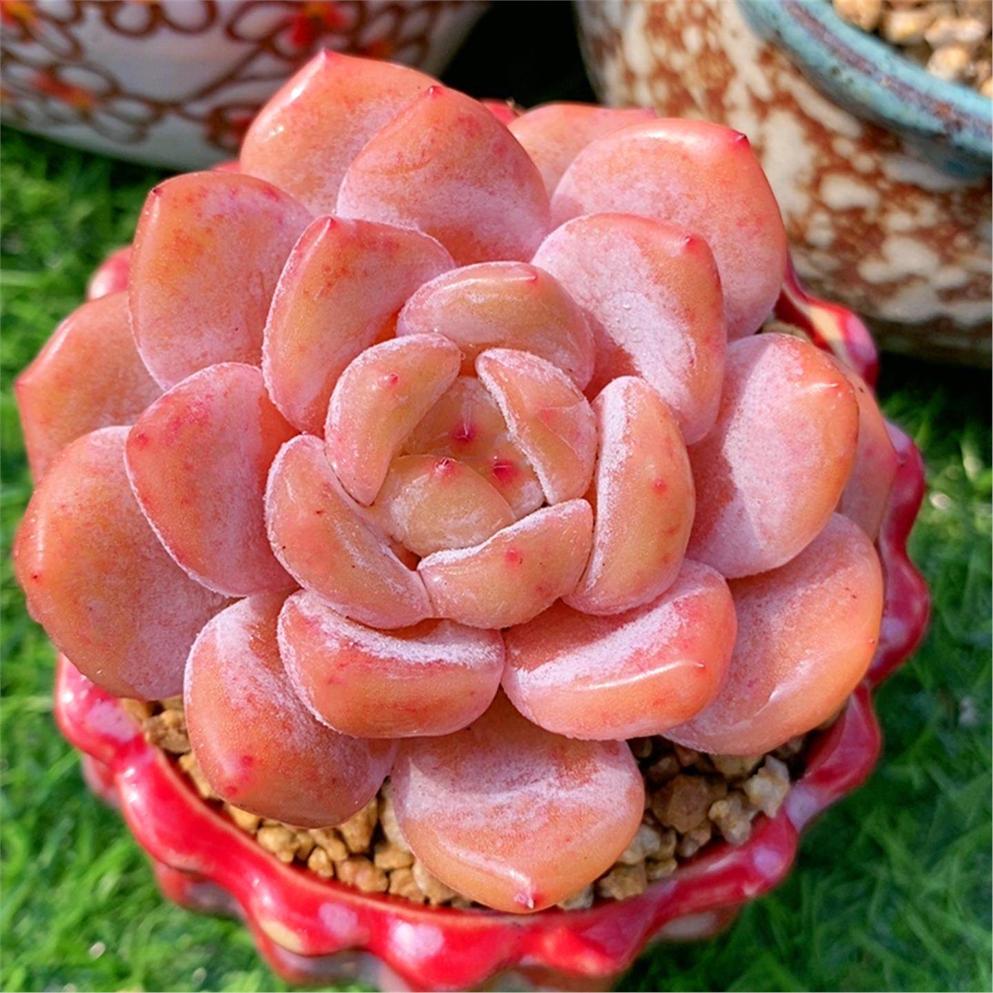 橙梦露多肉植物单头果冻色多肉盆栽肉肉花卉带盆土栽雪天使好养活,淘宝优惠券,粉丝福利购,淘宝优惠卷