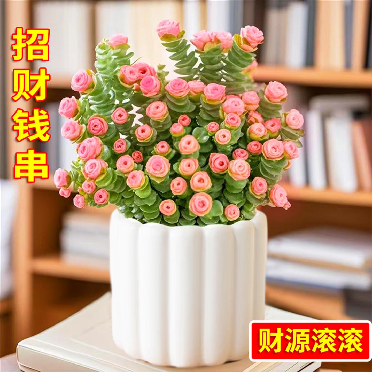 招财多肉植物彩色钱串盆栽办公室内桌面花卉好养美观带盆带土花卉 - 图0