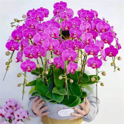 蝴蝶兰盆栽带花剑带花苞花卉秋冬客厅兰花大苗室内植物四季好养活 - 图0