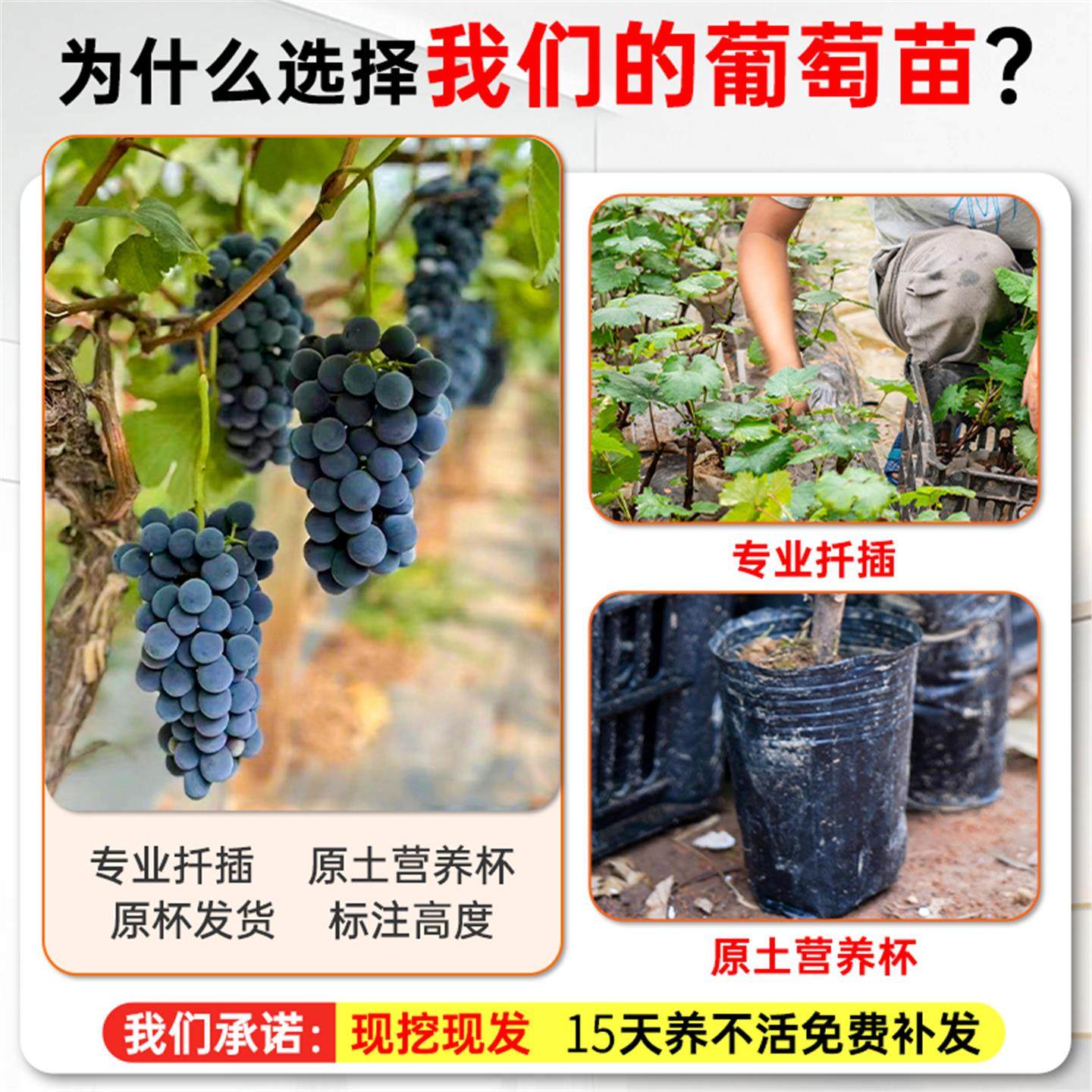 葡萄树苗阳光玫瑰蓝宝石阳台庭院种植果树带土盆栽南北方当年结果,淘宝优惠券,粉丝福利购,淘宝优惠卷