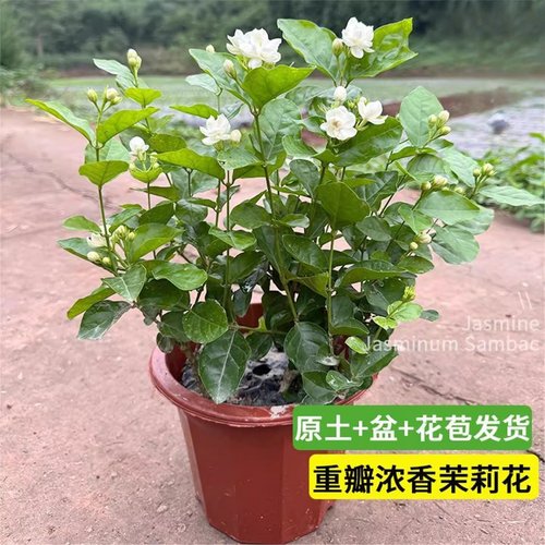 茉莉花盆栽带花苞四季绿植花期超长的花卉易活开花好养适合懒人养 - 图0