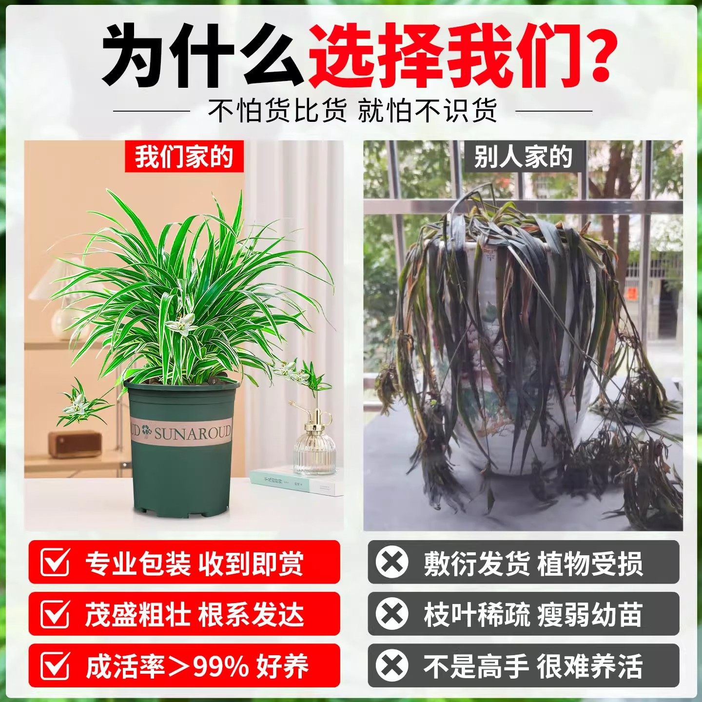 【净化王】金边吊兰盆栽室内客厅净化空气懒人好养新品垂吊花卉,淘宝优惠券,粉丝福利购,淘宝优惠卷