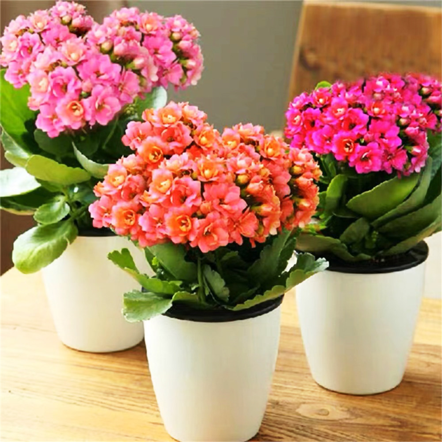 长寿花盆栽重瓣大花带花苞花苗室内开花多肉好养花卉植物鲜花绿植,淘宝优惠券,粉丝福利购,淘宝优惠卷