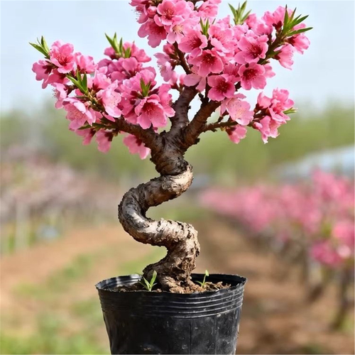 桃花盆栽带花苞老桩苗重瓣寿星桃树盆景室内外庭院观赏树活苗植物 - 图0
