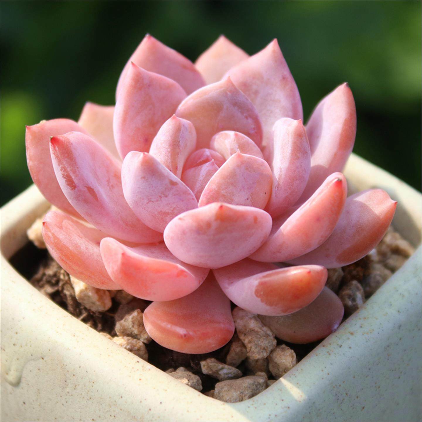 橙梦露多肉植物单头果冻色多肉盆栽肉肉花卉带盆土栽雪天使好养活,淘宝优惠券,粉丝福利购,淘宝优惠卷