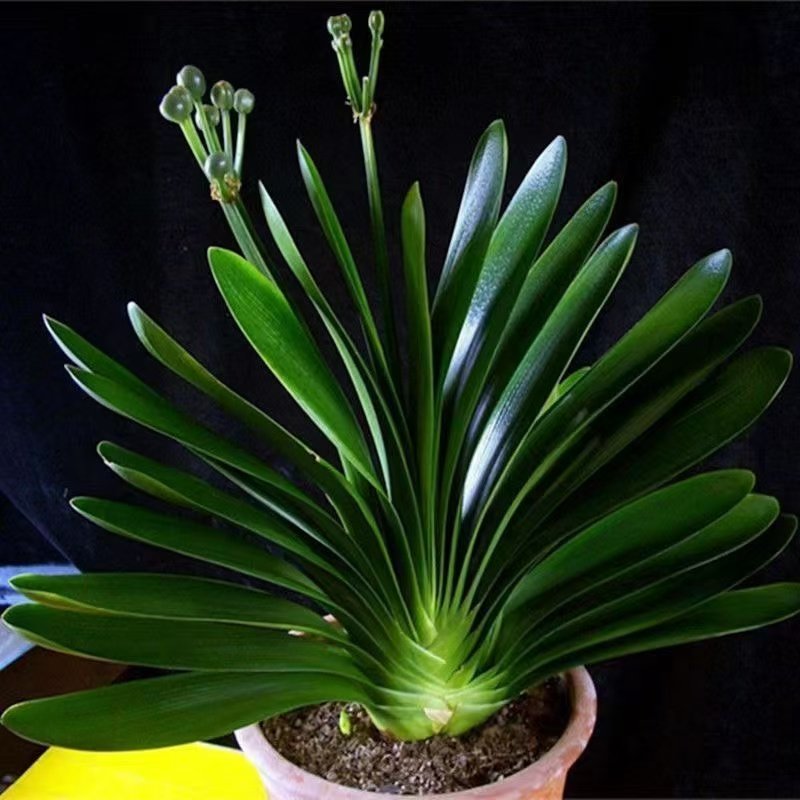 四季君子兰盆栽带花苞小苗花卉植物室内易活绿植水培好养多肉大全,淘宝优惠券,粉丝福利购,淘宝优惠卷