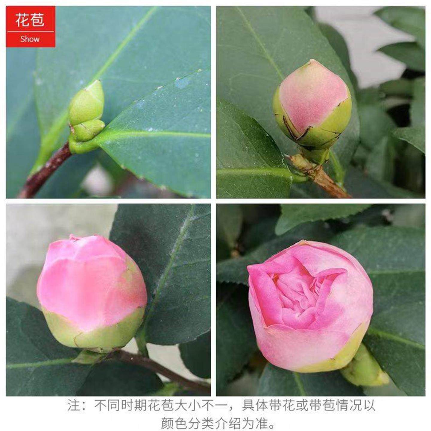 香妃茶花盆栽带花苞山茶树苗室内庭院开花植物好养活四季花卉绿植,淘宝优惠券,粉丝福利购,淘宝优惠卷