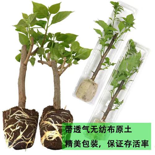 多色三角梅盆栽苗爬藤庭院四季好养老桩苗大苗直发新品种懒人花卉 - 图3