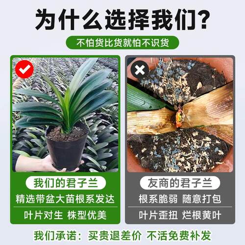 四季君子兰盆栽带花苞小苗花卉植物室内易活绿植水培好养多肉大全 - 图1