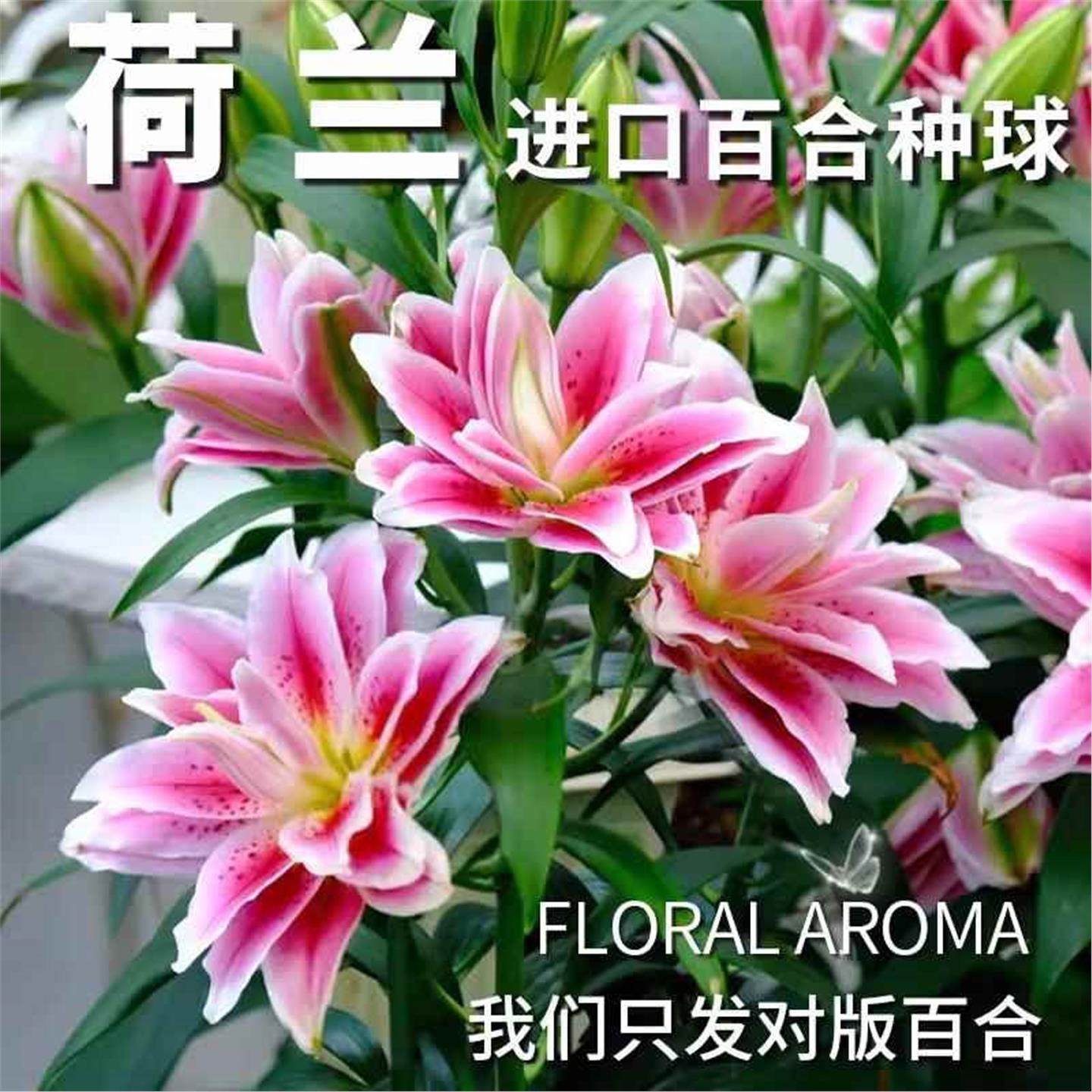 进口香水百合花种球重瓣四季多年生好养鲜花绿植盆栽室外阳台花卉,淘宝优惠券,粉丝福利购,淘宝优惠卷