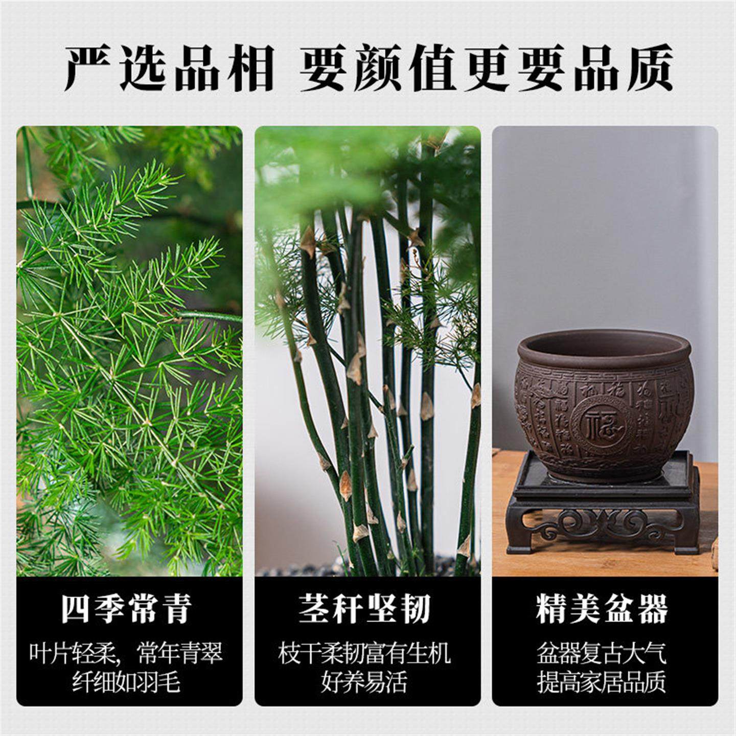 文竹盆栽植物室内花卉盆景客厅办公室桌面禅意小绿植好养四季常青,淘宝优惠券,粉丝福利购,淘宝优惠卷