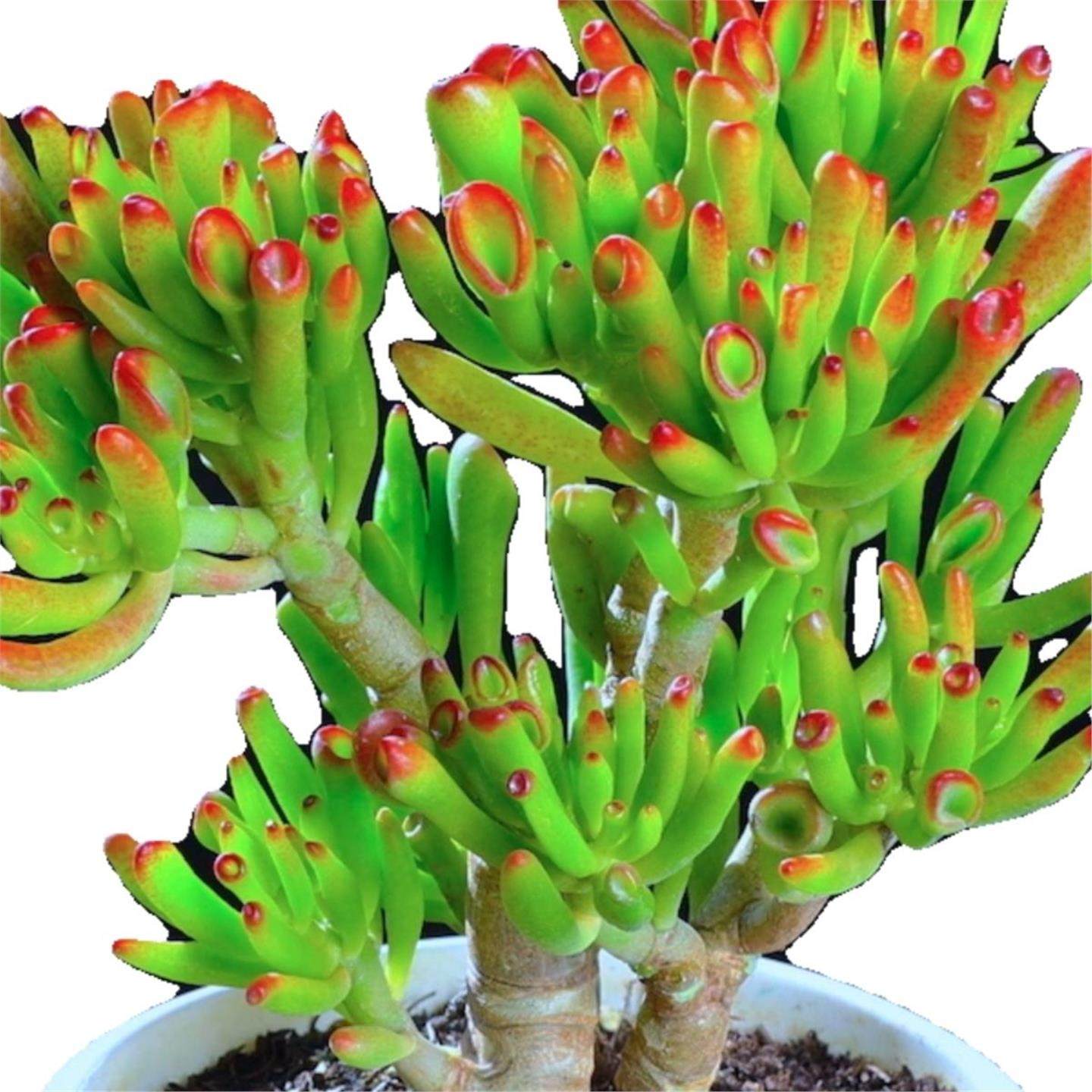 吸财树老桩招财新手好养花卉桌面客厅室内外阳台绿植盆栽多肉植物,淘宝优惠券,粉丝福利购,淘宝优惠卷