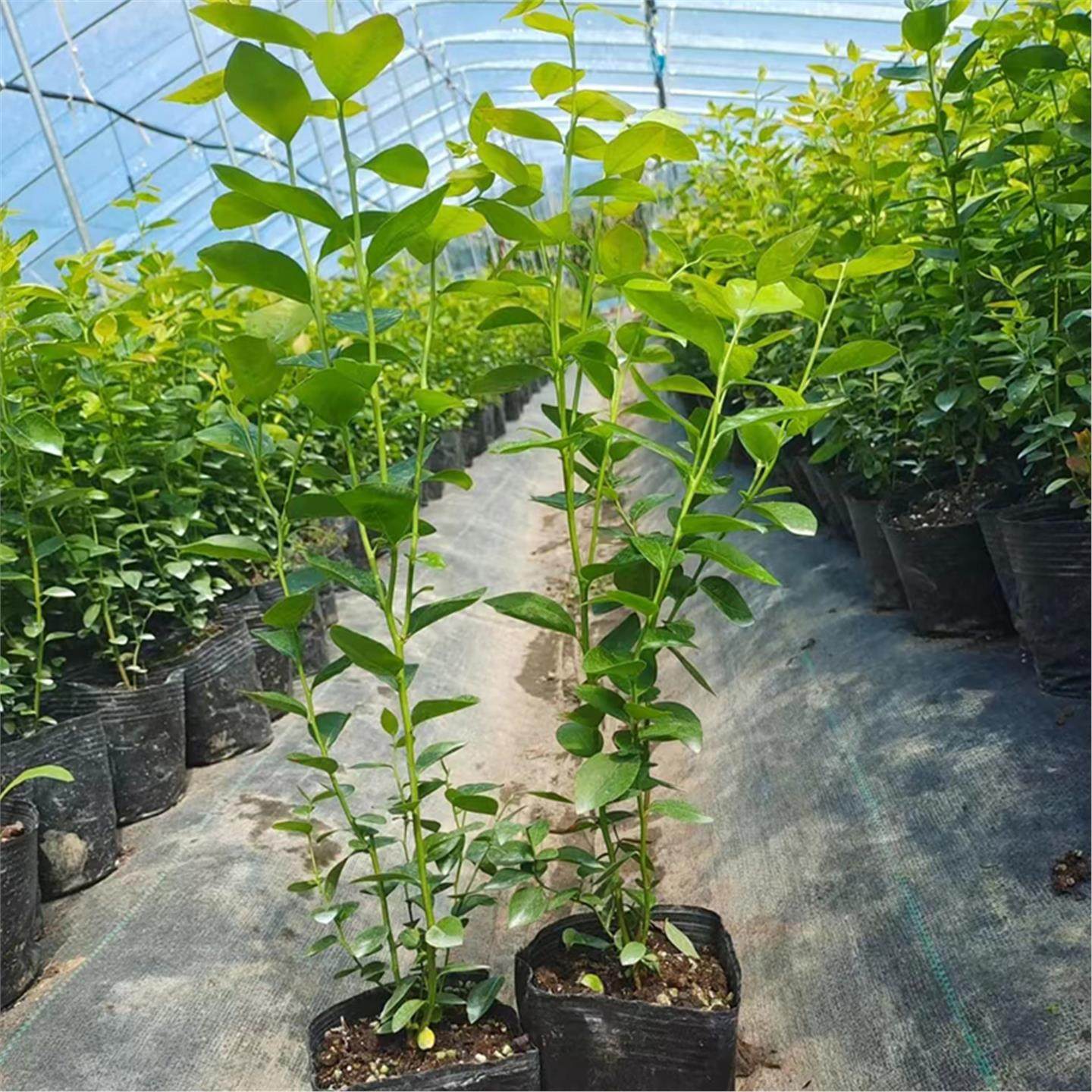 蓝莓树果苗带果子发货蓝莓树苗阳台盆栽南方北方种植室内外好养活,淘宝优惠券,粉丝福利购,淘宝优惠卷