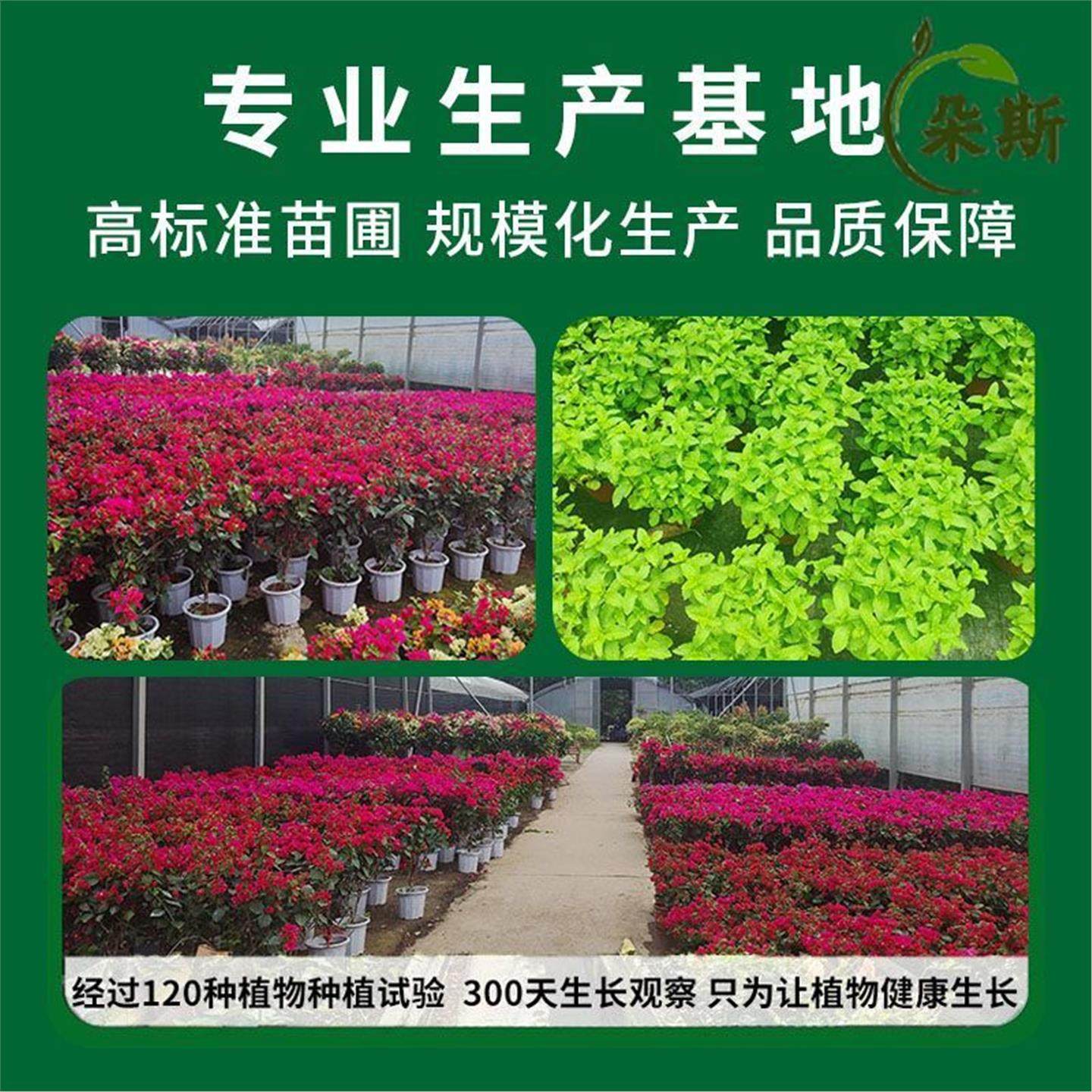 七彩铁千年木绿植盆栽客厅室内植物五彩马尾铁龙血树苗百合竹网红,淘宝优惠券,粉丝福利购,淘宝优惠卷