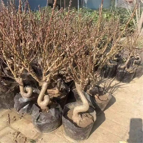 桃花盆栽带花苞老桩苗重瓣寿星桃树盆景室内外庭院观赏树活苗植物 - 图3