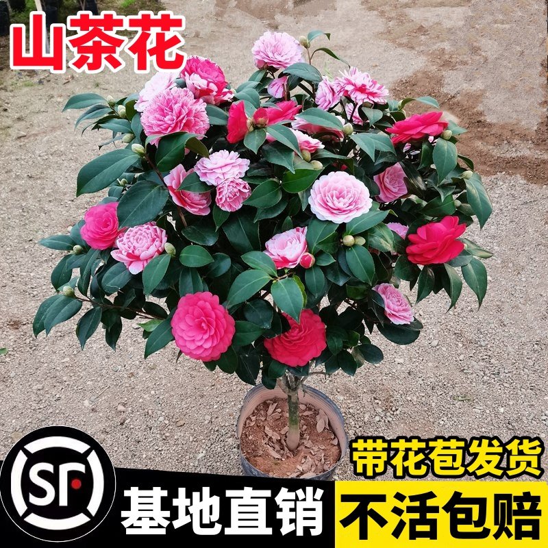 香妃山茶花盆栽带花苞五色赤丹树苗杜鹃花卉植物室内多季开花,淘宝优惠券,粉丝福利购,淘宝优惠卷
