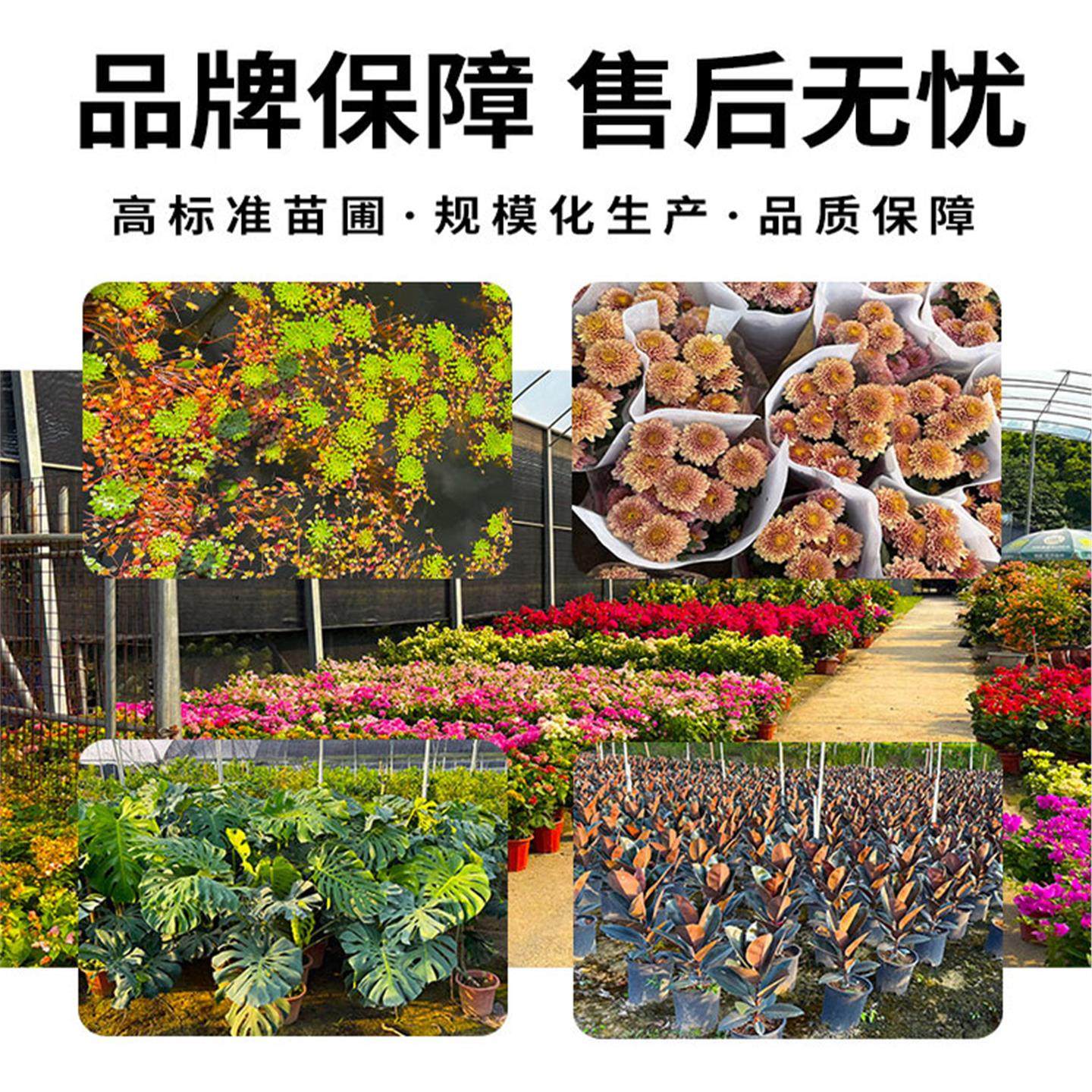 蓝莓树果苗带果子发货蓝莓树苗阳台盆栽南方北方种植室内外好养活,淘宝优惠券,粉丝福利购,淘宝优惠卷