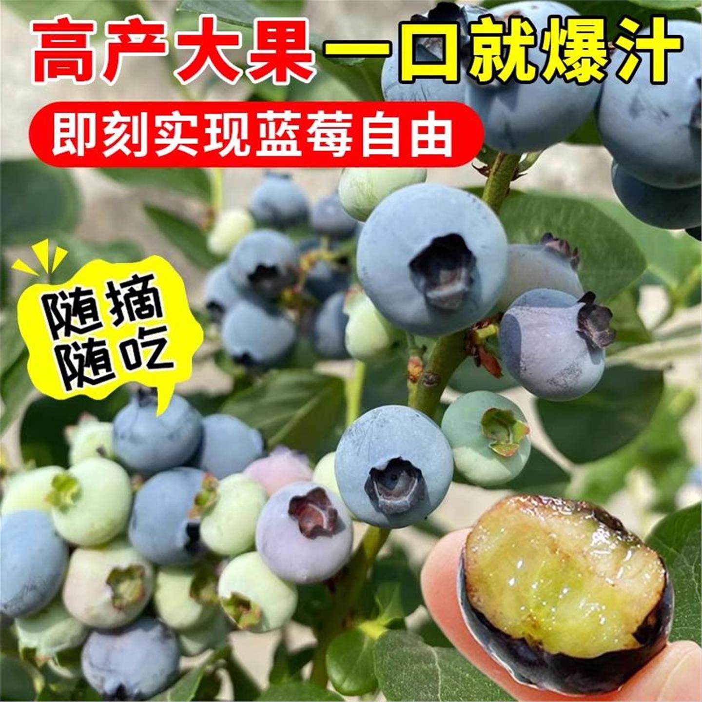 蓝莓树果苗带果子发货蓝莓树苗阳台盆栽南方北方种植室内外好养活,淘宝优惠券,粉丝福利购,淘宝优惠卷