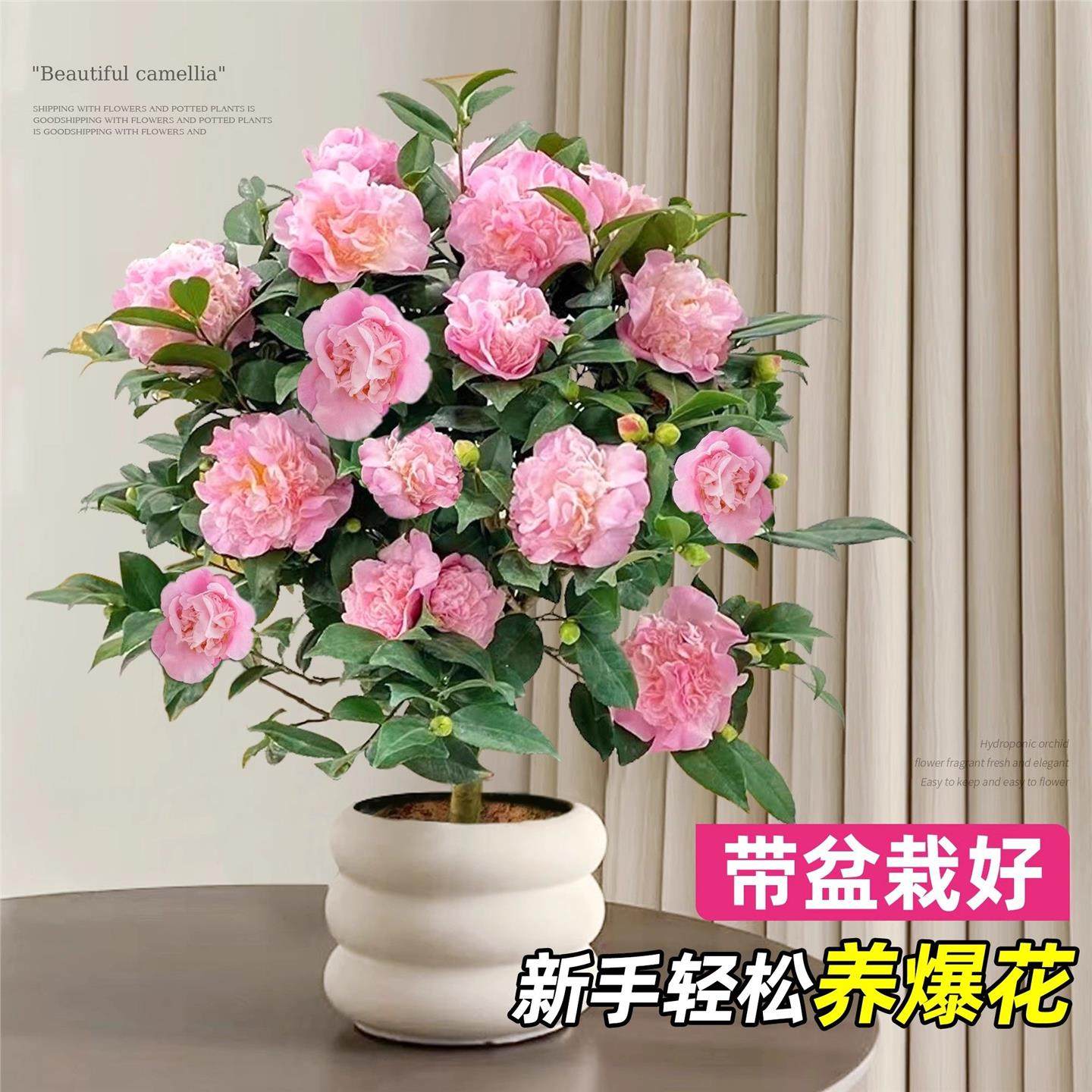 茶花盆栽香妃山茶花树苗多季开花卉带花苞五色赤丹室内外阳台绿植,淘宝优惠券,粉丝福利购,淘宝优惠卷