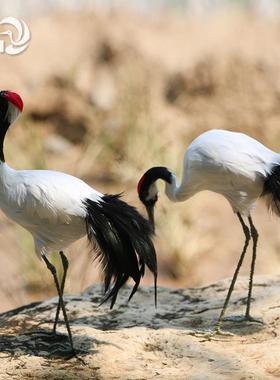 新品仿真丹顶鹤羽毛动物家居新房摆件橱窗装饰鸟类陈美装饰摆件