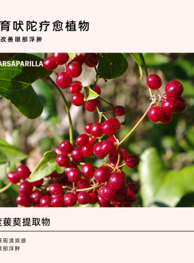 Odacite眼部精华油滚珠淡纹消肿