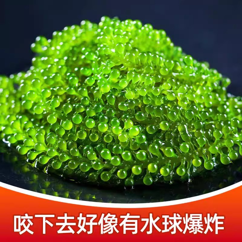 儿童海葡萄绿色鱼子酱即食泡发小孩吃的新鲜盐渍海葡萄官方旗舰店 - 图1