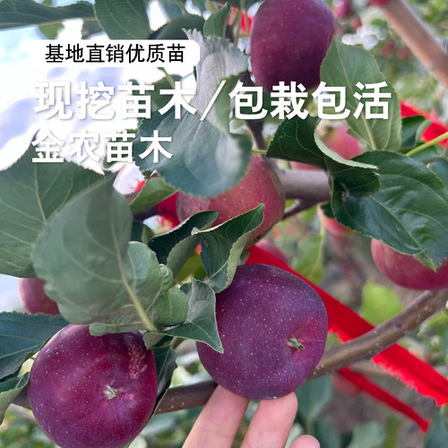 嫁接东北龙丰果小苹果树苗脆甜耐寒大秋果沙果苹果苗南方北方种植 - 图3