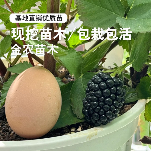 153黑莓树苗四季结果大果双季黑莓苗盆栽浆果树莓果苗南北方种植 - 图0