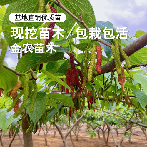台湾长果桑苗四季桑葚树苗盆栽庭院地栽桑葚苗桑树活苗南北方种植 - 图3