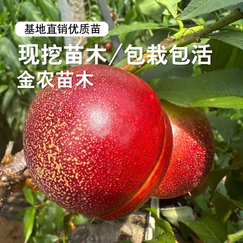 极早熟黄肉油桃树果苗鲁油5号油桃苗4月成熟高糖油桃树南北方种植 - 图3