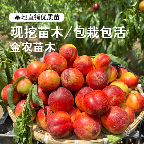 极早熟黄肉油桃树果苗鲁油5号油桃苗4月成熟高糖油桃树南北方种植 - 图2