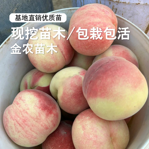 桃树果苗无锡阳山柳条白凤水蜜桃苗特大脆软甜桃树苗盆栽庭院果树 - 图1