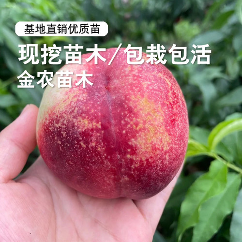 油桃树果苗嫁接红珊瑚油桃树苗脆甜白肉油桃苗南方北方种植盆地栽 - 图2