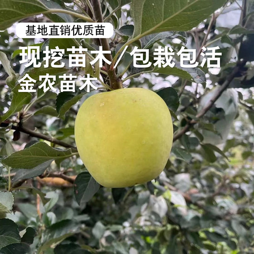 嫁接耐寒瑞雪苹果树苗矮化盆栽地栽嫁接脆甜青黄苹果苗南北方种植 - 图3