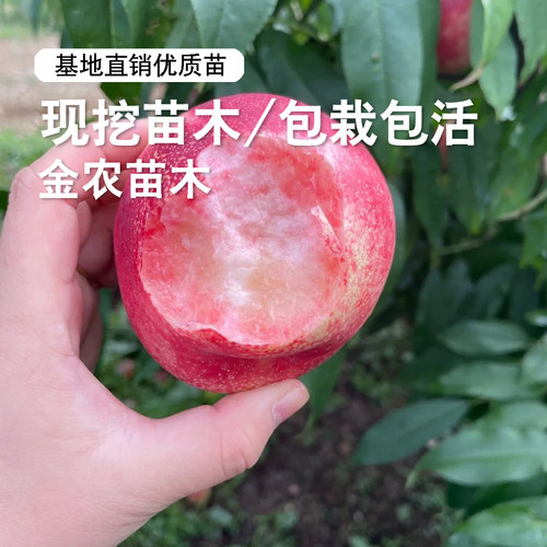 油桃树果苗嫁接红珊瑚油桃树苗脆甜白肉油桃苗南方北方种植盆地栽 - 图1