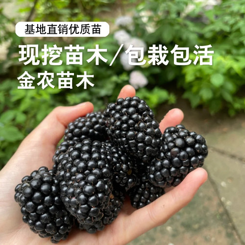 153黑莓树苗四季结果大果双季黑莓苗盆栽浆果树莓果苗南北方种植 - 图1