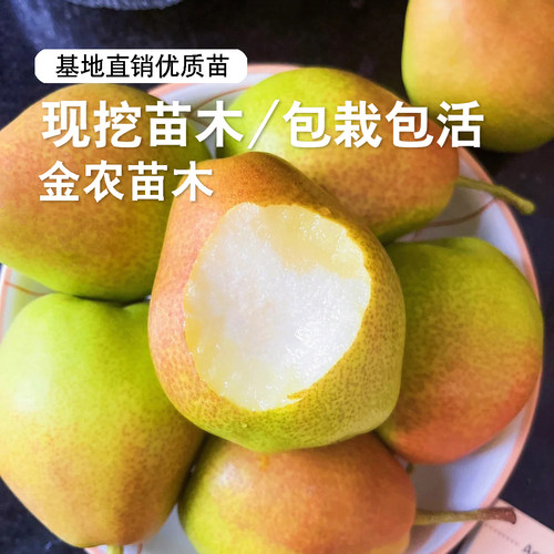 嫁接香梨树媚梨红香酥梨树苗盆栽地栽酥脆梨苗南北方种植当年结果 - 图0