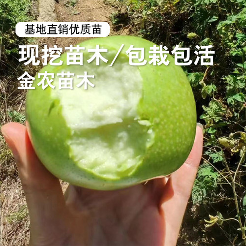 老品种印度青苹果树苗矮化盆栽脆甜冰糖心印冬苹果苗南方北方种植 - 图0
