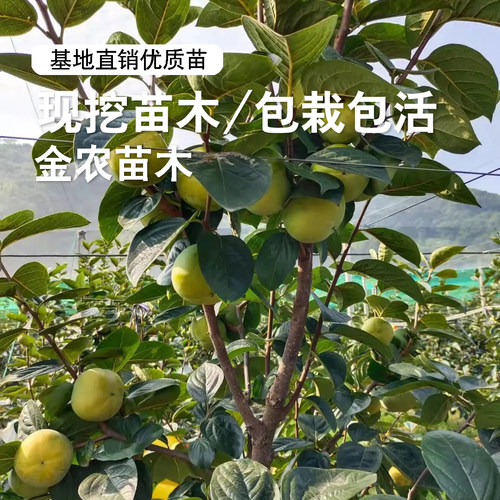 日本太秋甜柿树苗脆甜柿子苗树特大庭院盆地栽庭院南北方种植树苖 - 图3