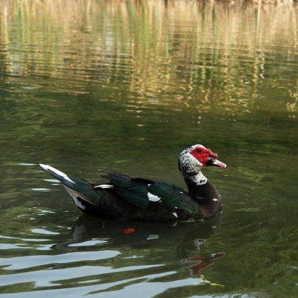 包邮大种黑番鸭苗豚鸭苗红脸鸭大洋鸭疫苗齐全宠物鸭,淘宝优惠券,粉丝福利购,淘宝优惠卷