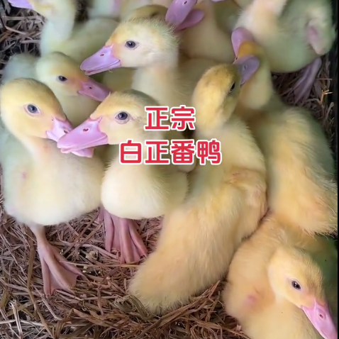 福建正宗大种白番鸭红脸鸭鸳鸯鸭脱温鸭宠物鸭散养鸭疫苗齐全,淘宝优惠券,粉丝福利购,淘宝优惠卷
