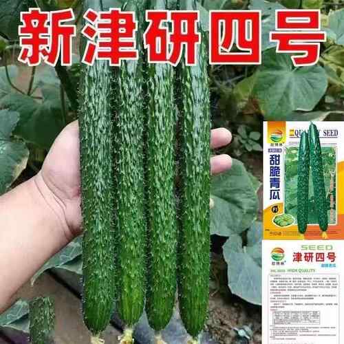 黄瓜种子绿心黄瓜籽春夏秋季耐热密刺黄瓜种籽庭院阳台四季蔬菜籽 - 图0